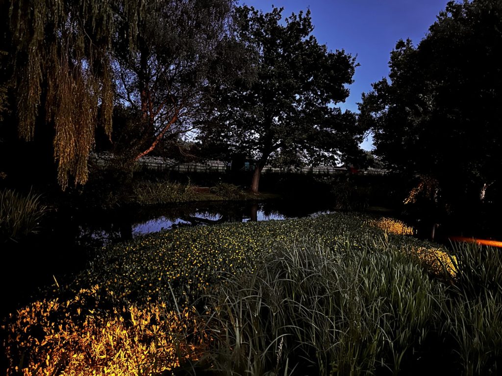 Weeping willow and reeds lit along a lakeside garden, Hildenborough